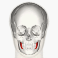 https://upload.wikimedia.org/wikipedia/commons/thumb/0/03/Buccinator_muscle_animation_small.gif/120px-Buccinator_muscle_animation_small.gif