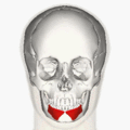 https://upload.wikimedia.org/wikipedia/commons/thumb/d/d4/Depressor_labii_inferioris_muscle_animation_small.gif/120px-Depressor_labii_inferioris_muscle_animation_small.gif