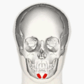 https://upload.wikimedia.org/wikipedia/commons/thumb/6/65/Mentalis_animation_small.gif/120px-Mentalis_animation_small.gif
