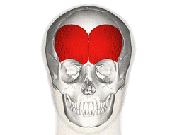 Frontalis muscle fronal.png