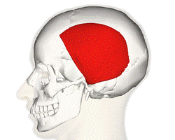 Temporoparietalis muscle lateral.png