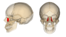 Lacrimal bone.png