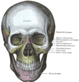 https://upload.wikimedia.org/wikipedia/commons/thumb/8/86/Gray190.png/116px-Gray190.png