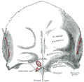 https://upload.wikimedia.org/wikipedia/commons/thumb/1/17/Gray134.png/120px-Gray134.png