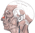 https://upload.wikimedia.org/wikipedia/commons/thumb/b/bb/Nasalis.png/120px-Nasalis.png