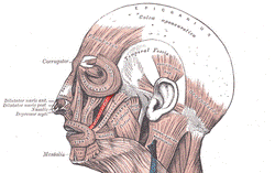 Musculuszygomaticusminor.png
