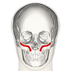 Zygomaticus minor muscle frontal.png