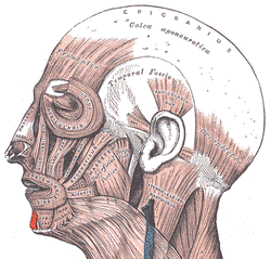 Mentalis.png