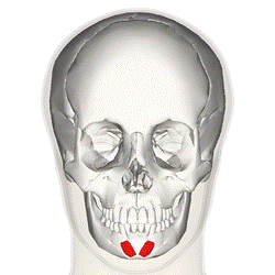 Mentalis frontal.png